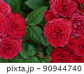 左右に別れた赤いバラの花 90944740