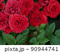 赤いバラの花が沢山咲いている 90944741