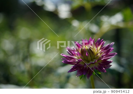 ダリア 90945412