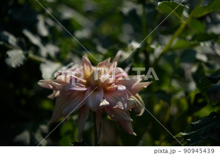 ダリア 90945439