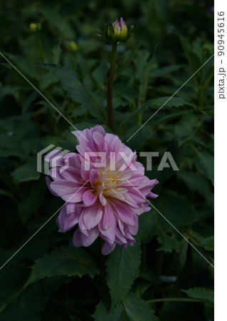 ダリア ダリア 90945616