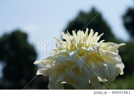 ダリア 90945961
