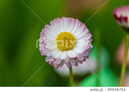 Russia. Kronstadt. May 27, 2022. A daisy flower in a city flower bed. Russia. Kronstadt. May 27, 2022. A daisy flower in a city flower bed. 90946763