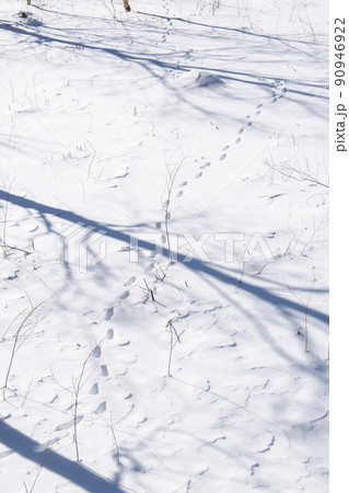 一面真っ白になるほど降った雪の日 90946922