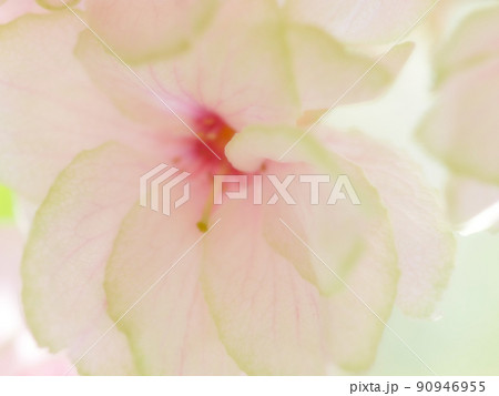 紅変した緑の桜の花びらのクローズアップイメージ ~ソフトフォーカス 紅変した緑の桜の花びらのクローズアップイメージ ~ソフトフォーカス 90946955
