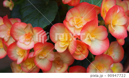 赤い花々 90947722