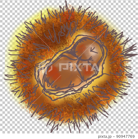 Three chestnuts stuck in the chestnut 90947769