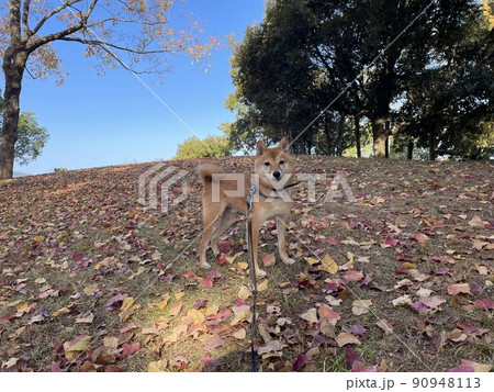 落ち葉の中の豆柴HALU 90948113