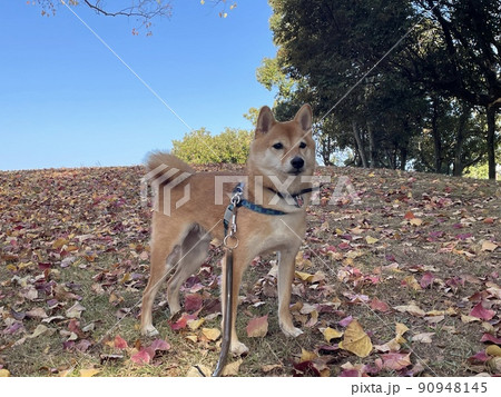 晴天落ち葉と豆柴HALU 90948145