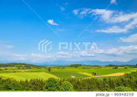 北海道　初夏の美瑛町　新栄の丘展望公演 90948259