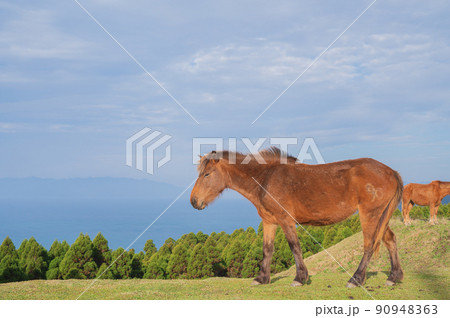 宮崎　都井岬の野生馬 90948363