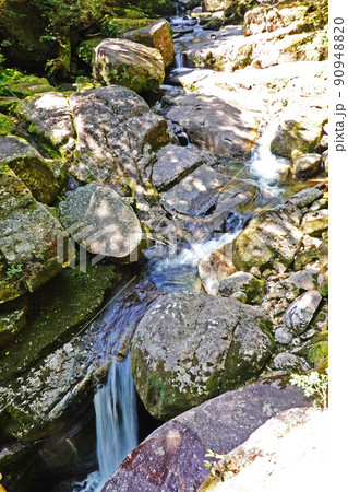 屋久島の原生林、ヤクスギランドの屋久杉 屋久島の原生林、ヤクスギランドの屋久杉 90948820
