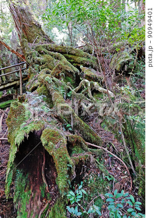 屋久島の原生林、ヤクスギランドの屋久杉 屋久島の原生林、ヤクスギランドの屋久杉 90949401