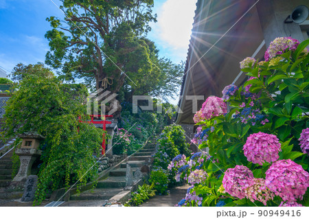 沼津の紫陽花(あじさい)の名所 照江寺 沼津の紫陽花(あじさい)の名所 照江寺 90949416