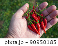 Red hot fresh chili peppers 90950185