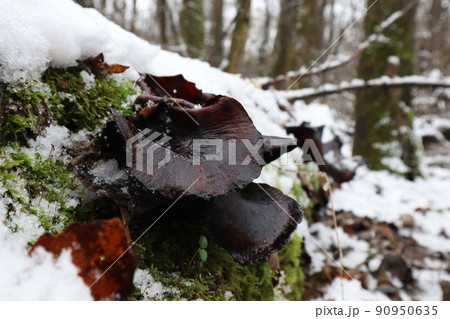 Polyporus badius in winter forest Polyporus badius in winter forest 90950635