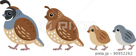 Cute cartoon California quail family 90952262