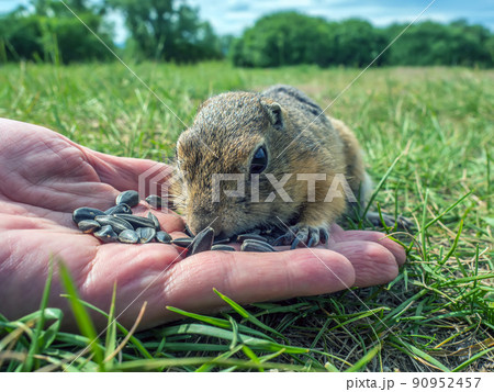 A gopher cub is eating sunflower seeds from a human hand. The concept of human interaction with wildlife. 90952457