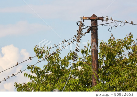 Swallows on the wires 90952653