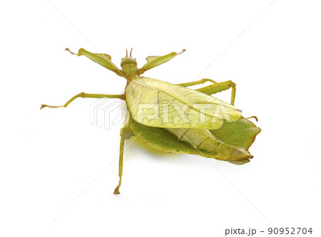 stick insect in studio 90952704