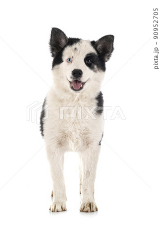 young Yakutian Laika 90952705