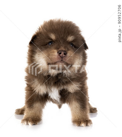 puppy Finnish Lapphund in studio puppy Finnish Lapphund in studio 90952706
