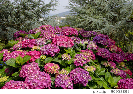 urple hydrangea macrophylla or hortensia flowers urple hydrangea macrophylla or hortensia flowers 90952895