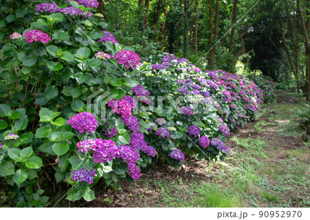 Purple hortensia or hydrangea shrubs hedge in the shady garden 90952970
