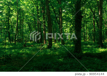 landscape in a shady forest thicket with dense undergrowth 90954144