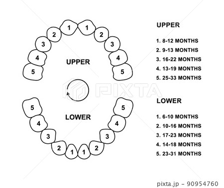 Primary tooth arrival chart. Child teeth dentition anatomy. Primary upper and lower jaw vector illustration. Child teeth silhouette 90954760