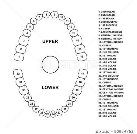 Adult human jaws anatomy with descriptions. Adult human teeth dentition anatomy molar, bicuspid, cuspid and incisor. Secondary tooth silhouette 90954762