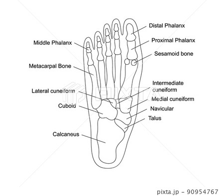 Human foot bones anatomy with descriptions. Foot parts structure. Human internal organ illustration. 90954767
