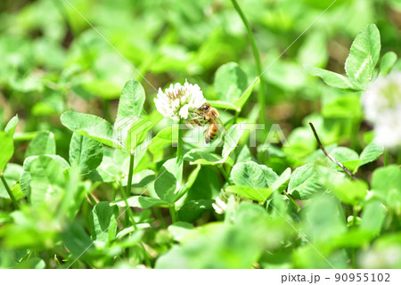 シロツメクサとミツバチ シロツメクサとミツバチ 90955102