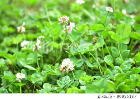 シロツメクサとミツバチ シロツメクサとミツバチ 90955137