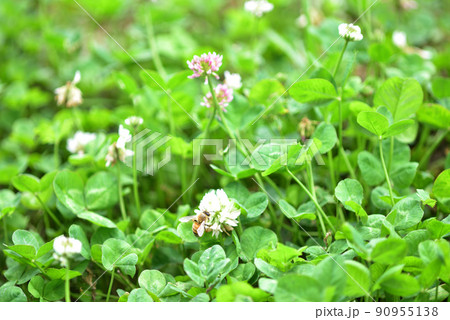 シロツメクサとミツバチ シロツメクサとミツバチ 90955138