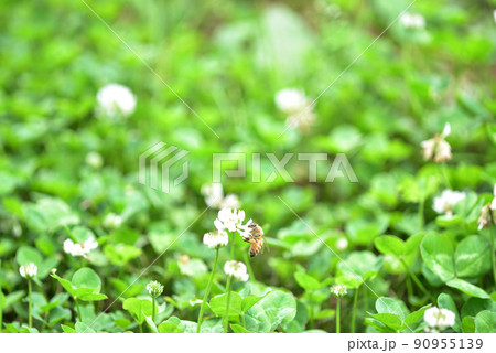 シロツメクサとミツバチ シロツメクサとミツバチ 90955139