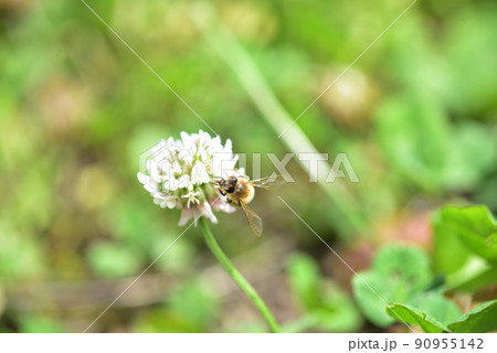 シロツメクサとミツバチ シロツメクサとミツバチ 90955142