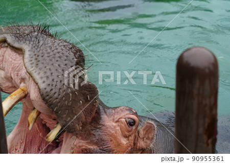 雨の動物園のカバ 雨の動物園のカバ 90955361