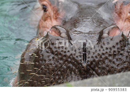 雨の動物園のカバ 90955383