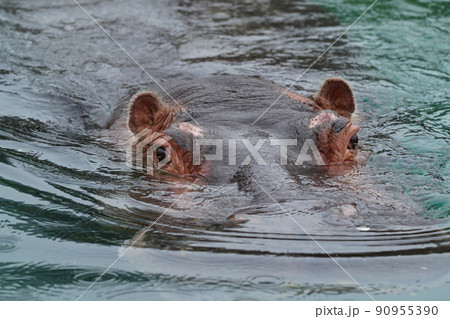 雨の動物園のカバ 90955390