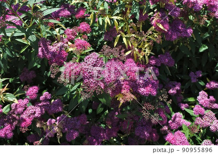 シモツケの花 シモツケの花 90955896