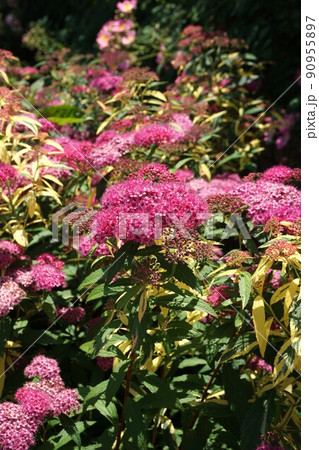 シモツケの花 シモツケの花 90955897