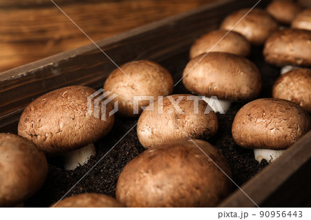 Brown champignons growing on soil in wooden crate. Mushrooms cultivation 90956443