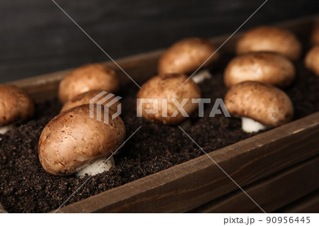 Brown champignons growing on soil in wooden crate. Mushrooms cultivation 90956445