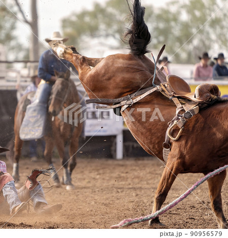 Wild Horse Bucks Off Cowboy Rider At Rodeo 90956579