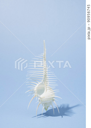 青の背景に置いたホネ貝 90956745