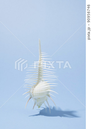 青の背景に置いたホネ貝 90956746