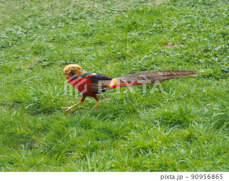 Golden pheasant or Chrysolophus pictus, also known as Chinese pheasant. Bright bird with rainbow colored feathers in grass. Golden pheasant or Chrysolophus pictus, also known as Chinese pheasant. Bright bird with rainbow colored feathers in grass. 90956865