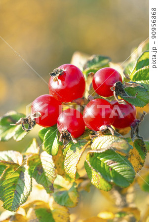 ハマナスの実 石狩市 ハマナスの実 石狩市 90956868