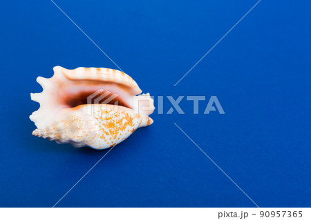 Beach seashells on colored background. Mock up with copy space 90957365